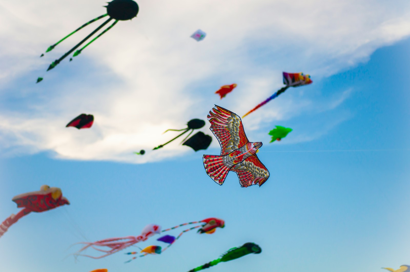 Kite Festival