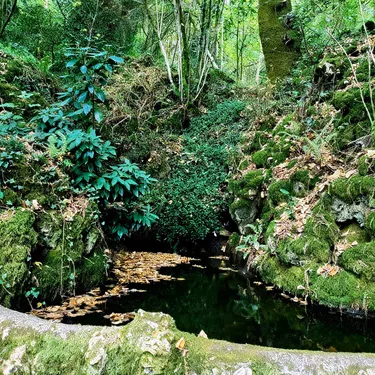 Portugal Becomes Home to the World’s Fourth Certified Therapeutic Forest